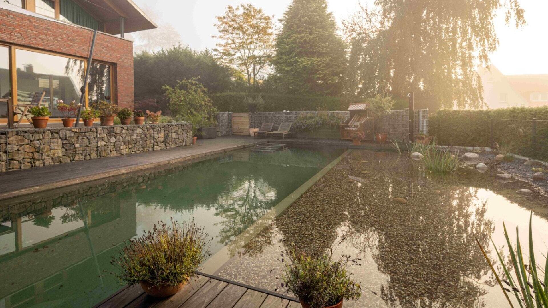 A natural swimming pool surrounded by plants, gravel, and a wooden deck next to a brick house with large windows. The garden is lush with trees and shrubs, bathed in soft morning sunlight.