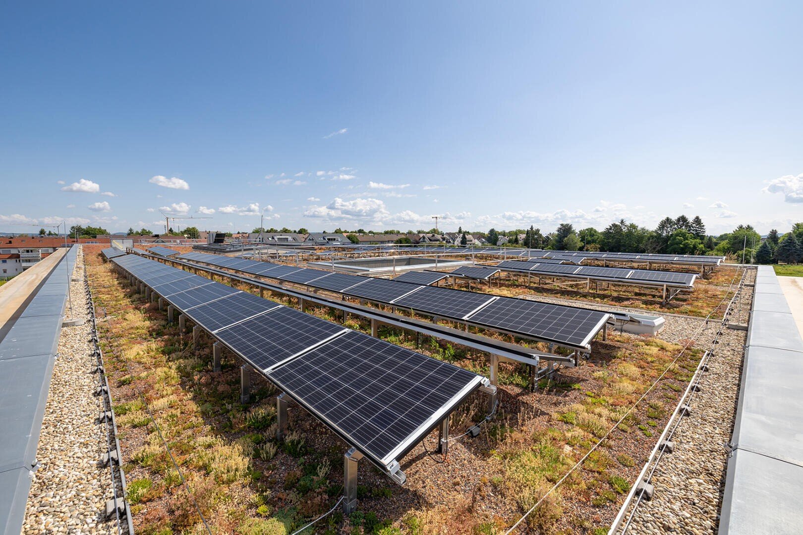 Auf einem grünen Dach sind Reihen von Solarmodulen installiert, unter denen niedrige Vegetation wächst. Im Hintergrund sind ein klarer Himmel und in der Ferne Gebäude und Bäume zu sehen.