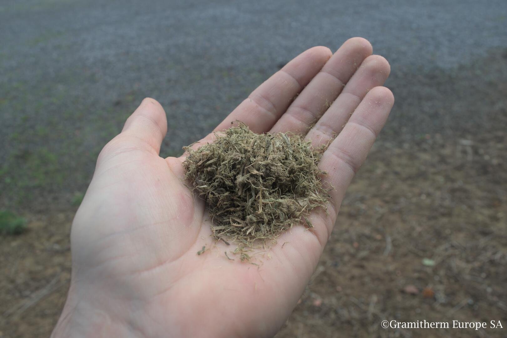 A close-up of a persons hand holding a small pile of dry, fibrous plant material, with a blurred outdoor background of gravel and soil.